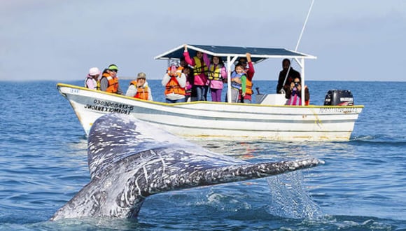 Una embarcación en avistamiento de ballenas, Piura. (Foto: Y Tú Qué Planes)