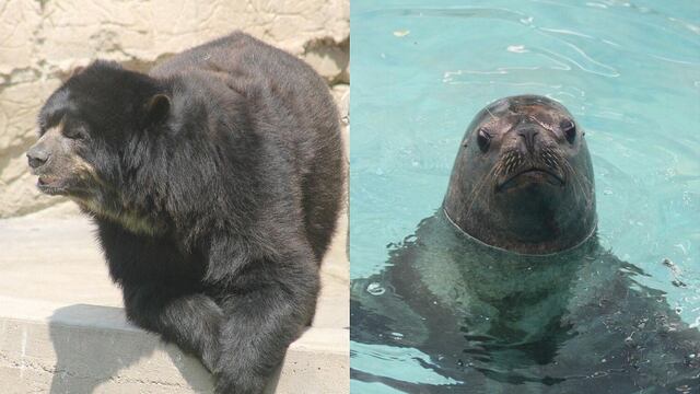 Parque de las Leyendas: Celebrarán el cumpleaños de un oso de anteojos y una loba de mar