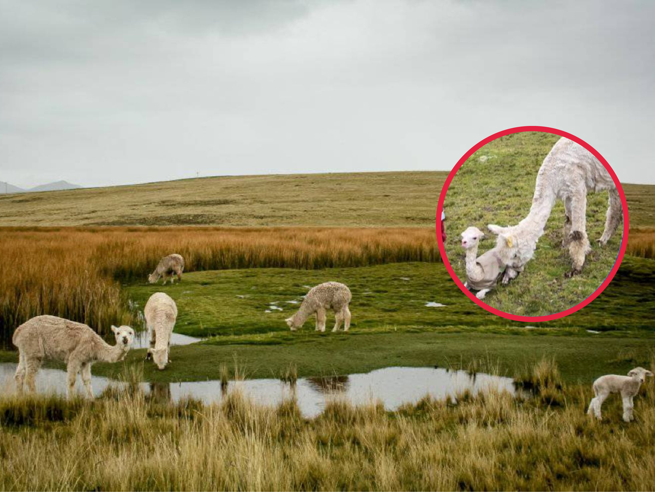 Huancavelica: escasez de agua provoca muerte de crías de alpaca en comunidades altoandinas