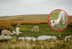 Huancavelica: escasez de agua provoca muerte de crías de alpaca en comunidades altoandinas