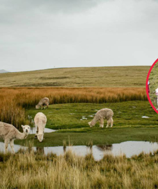 Huancavelica: escasez de agua provoca muerte de crías de alpaca en comunidades altoandinas