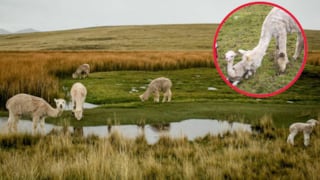 Huancavelica: escasez de agua provoca muerte de crías de alpaca en comunidades altoandinas