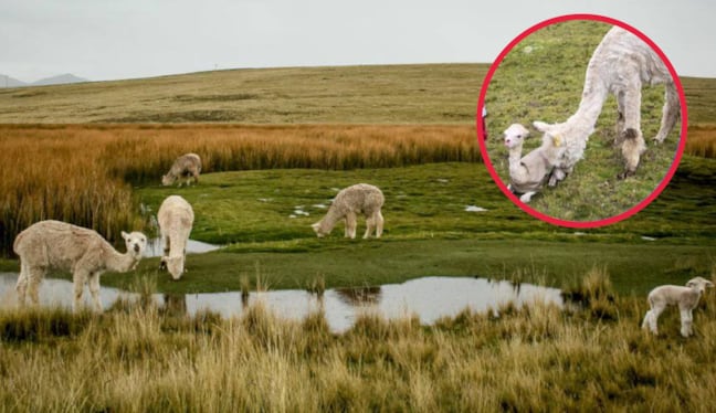Huancavelica: escasez de agua provoca muerte de crías de alpaca en comunidades altoandinas