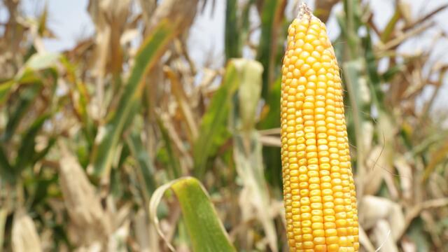 Lambayeque: desarrollan nuevo material genético para potenciar calidad del maíz amarillo duro