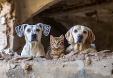¿Qué debe tener la mochila de emergencia de tu mascota ante un sismo?