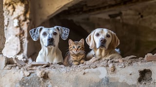 ¿Qué debe tener la mochila de emergencia de tu mascota ante un sismo?