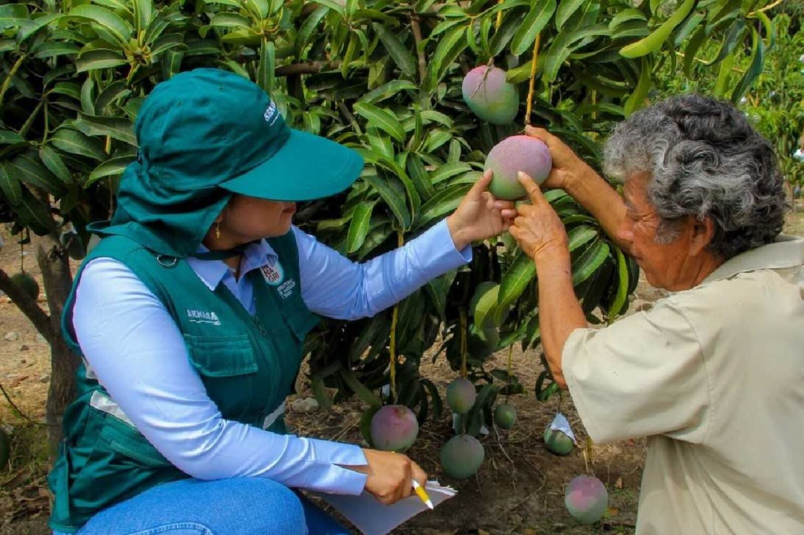 Según el expresidente de la APEM, César Morocho, la escasez de mango, uva, banano y limón se debe a las últimas lluvias que ha afectado la afloración de estas plantas. Asimismo, de concretarse El Niño Global, el problema se agravaría. Senasa anunció acciones contra la plaga de la mosca de las frutas