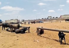 Inseguridad en Arequipa: Pistoleros asaltan a ganadero en Majes