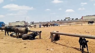 Inseguridad en Arequipa: Pistoleros asaltan a ganadero en Majes