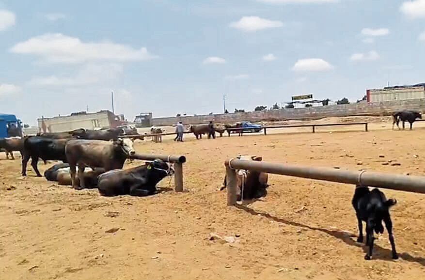 Ganado se vende en distrito de Majes, en Caylloma. Foto: Canal 8 La Ley.