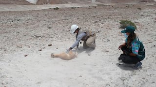 Rescatan y liberan a cría guanaco que incluso llevaba su cordón umbilical (VIDEO)