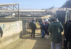 Ganaderos denuncian boicot de matarifes en el camal municipal de Tacna