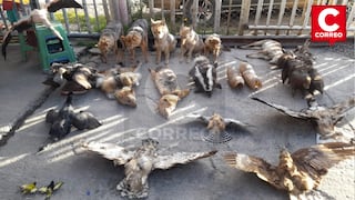 Junín: Tras operativo incautan 24 animales silvestres disecados