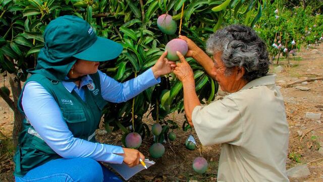 Piura: Agricultores del Valle de San Lorenzo perderían más de S/600 millones