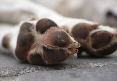 Más de 20 perros mueren tras presunto envenenamiento en parque de Santa Anita