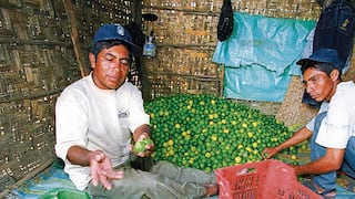 El precio del limón piurano se estabilizará en octubre