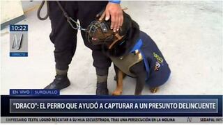 Surquillo: perrito rottweiler captura a delincuente tras perseguirlo varios metros (VIDEO)