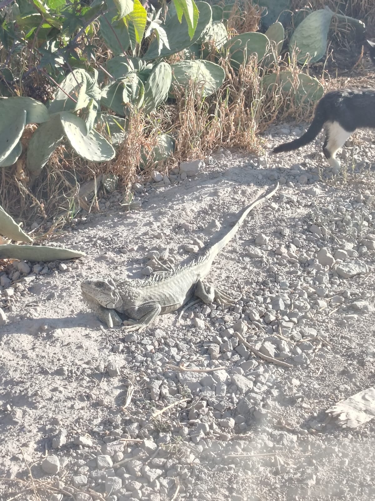 Reptil se encontraba en el sector Fuerte Cenepa en Mariano Melgar (Foto: Municipalidad de Mariano Melgar)