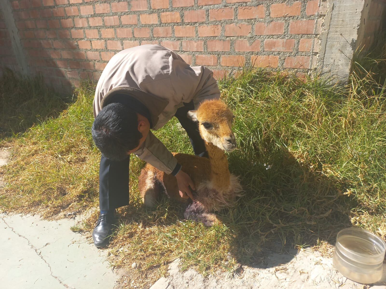 Rescatan y liberan a una vicuña tras sufrir un accidente en carretera de Tarma