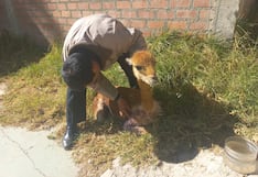 Rescatan y liberan a una vicuña tras sufrir un accidente en carretera de Tarma