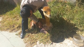Rescatan y liberan a una vicuña tras sufrir un accidente en carretera de Tarma