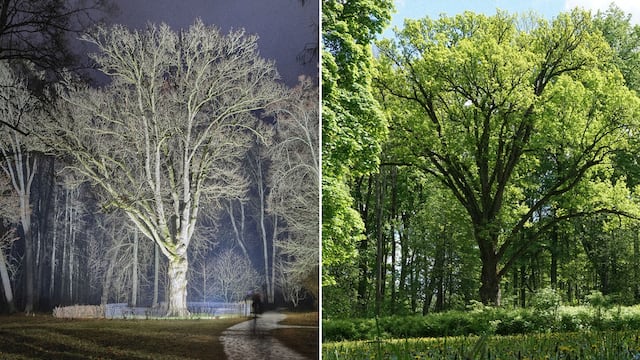 Concurso ‘El Árbol Europeo del Año’ elimina a un roble de casi 200 años plantado por un escritor ruso