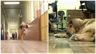 YouTube: Conozca la historia de Amarelo, el perro que asiste a clases en Brasil