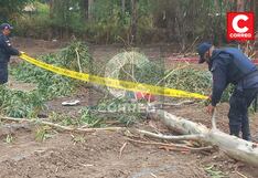 Huancayo: Madre muere aplastada por árbol de 30 metros que cayó tras fuerte ventarrón