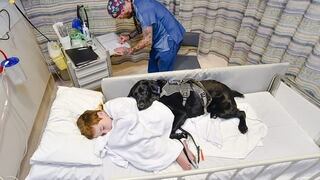 Un perro llamado Mahe no se aparta de su dueño autista, ni en la cama del hospital