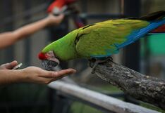 Más de 70 loros son rescatados tras ser hallados dentro de un camión en Ancón