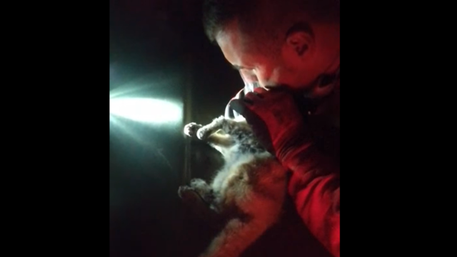 Un militar adoptó al gato que reanimó tras hallarlo asfixiado por cenizas de volcán La Palma