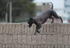 Perro peruano sin pelo: 40 años como raza oficialmente reconocida