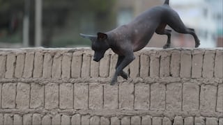 Perro peruano sin pelo: 40 años como raza oficialmente reconocida