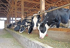 Brucelosis en Majes-Arequipa: Vacas en cuarentena