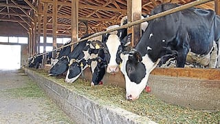 Brucelosis en Majes-Arequipa: Vacas en cuarentena