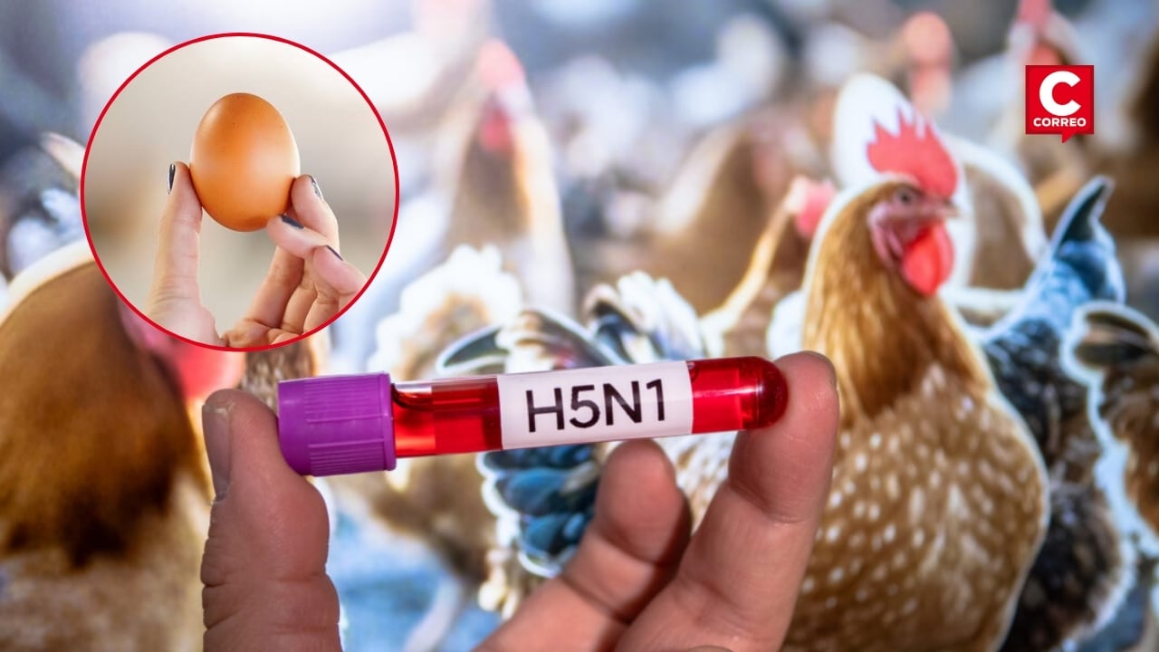 Gripe aviar: CDC Perú descarta riesgo por consumo de pollo y huevos tras emergencia. Composición: Diario Correo.