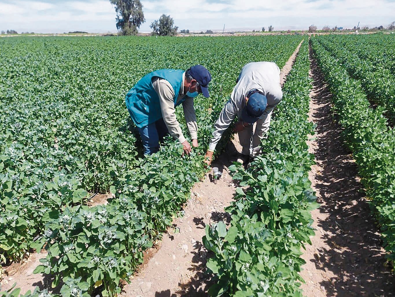 Agricultores arequipeños no pueden acceder a beneficios estatales. Foto: GEC.