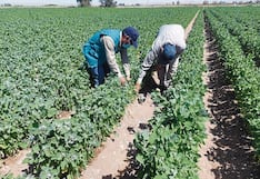 Agricultores arequipeños excluidos de beneficios estatales por falta de títulos de propiedad