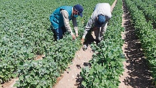 Agricultores arequipeños excluidos de beneficios estatales por falta de títulos de propiedad