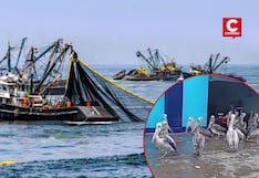 Áncash: disminuye presencia de pelícanos y gaviotas en Chimbote por escasez de pescado