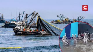 Áncash: disminuye presencia de pelícanos y gaviotas en Chimbote por escasez de pescado