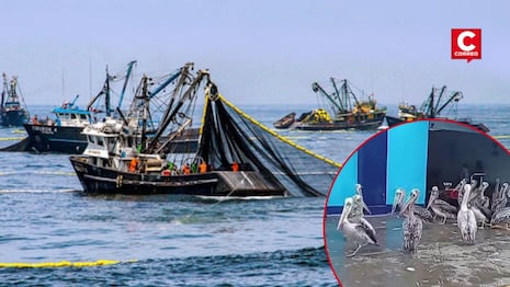 Áncash: disminuye presencia de pelícanos y gaviotas en Chimbote por escasez de pescado