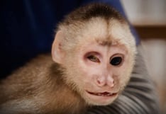 Rescatan a mono “Luca”, víctima del tráfico ilegal en Huánuco