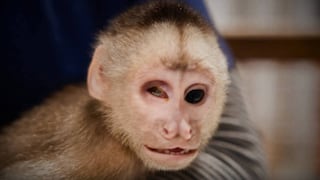 Rescatan a mono “Luca”, víctima del tráfico ilegal en Huánuco