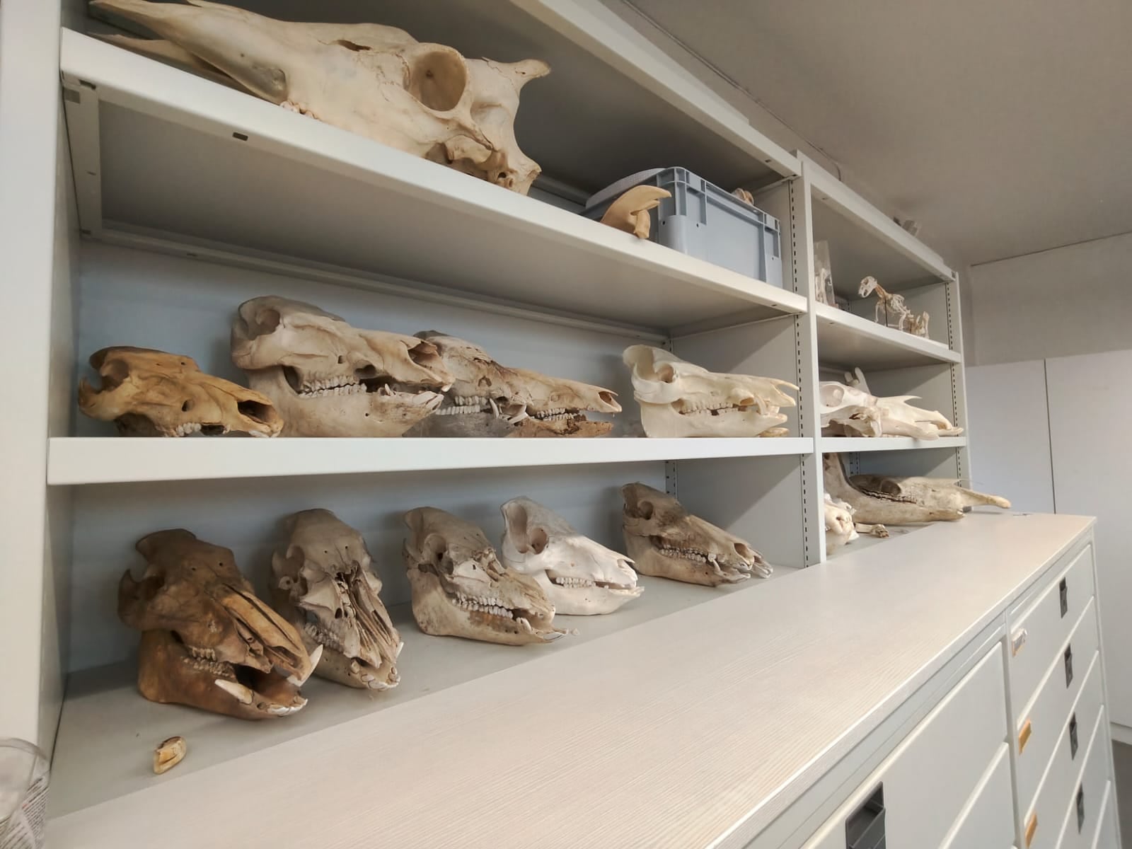 El proyecto franco-peruano AnimAndes analiza 42 restos de animales encontrados por arqueólogos de Prolima en dos inmuebles históricos de Lima. La investigación busca conocer cómo la llegada de especies europeas influyó en la alimentación, crianza y abastecimiento entre los siglos XVI y XIX.