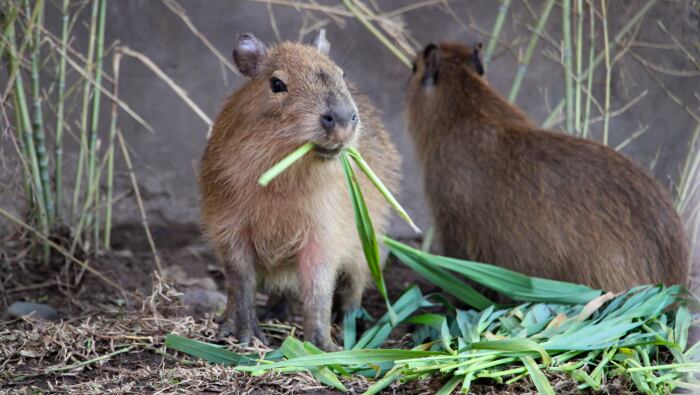 Este domingo 22 de junio, los primeros 50 niños caracterizados de capibara ingresarán gratis. Habrá shows, recorridos, juegos y muchas sorpresas para toda la familia.