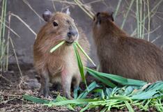 “Capibara Fest” llega al Parque de las Leyendas de Huachipa con ingreso gratis para niños disfrazados