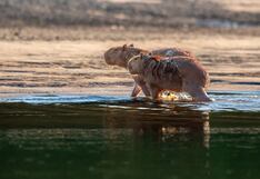 Capibara: ícono de la biodiversidad del Perú está presente en las áreas naturales protegidas