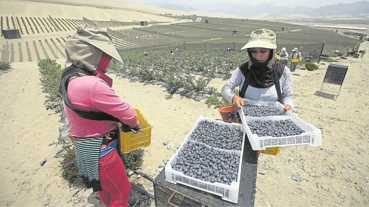Según el Centro Regional de Planeamiento Estratégico de La Libertad, en el sector privado se reportó un crecimiento de 7.3% en 2025, lo que significó 8,472 plazas laborales adicionales en comparación al año anterior. Además, se alcanzó un máximo histórico de remuneración promedio que llegó a S/ 1,902.