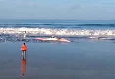 Arequipa: Ballena varada en playas de Islay lucha por sobrevivir (VIDEO)